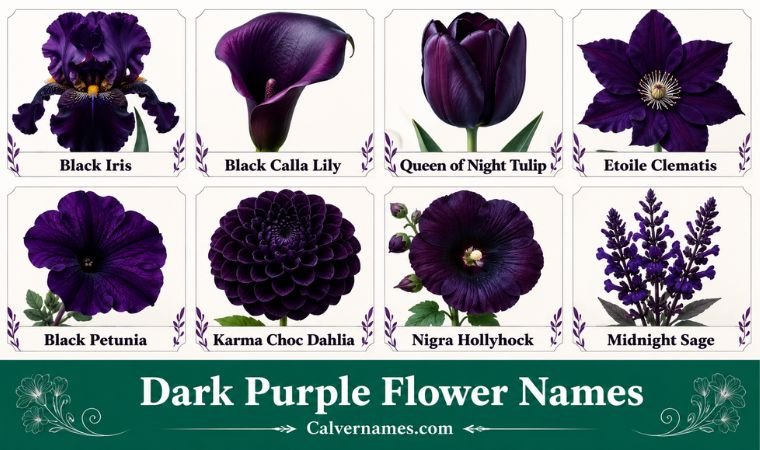 Dark Purple Flower Names