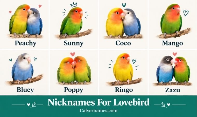 Nicknames For Lovebird