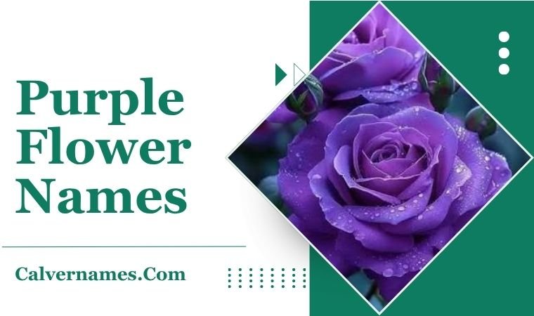 Purple Flower Names