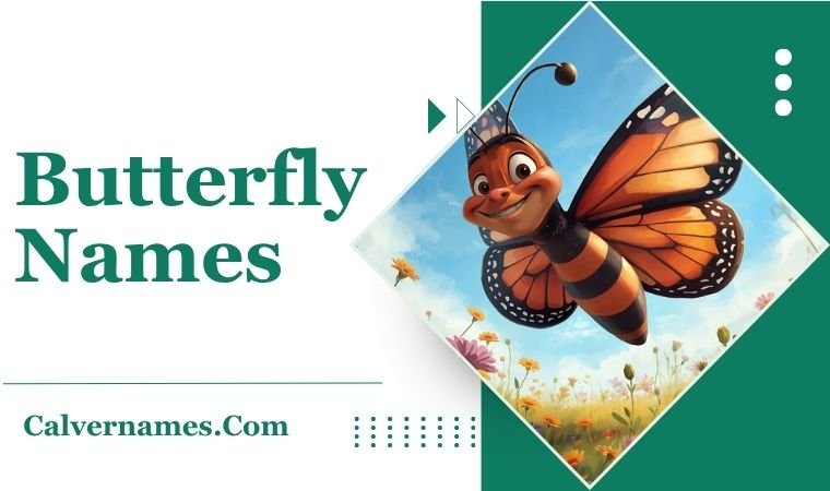 Butterfly Names