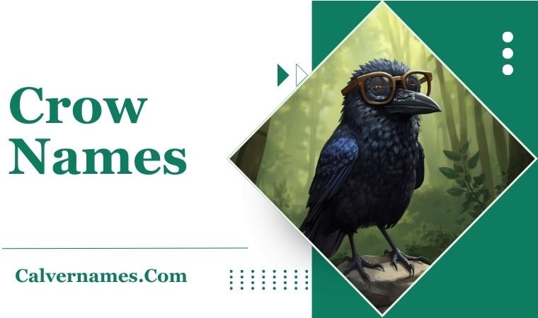 Crow Names