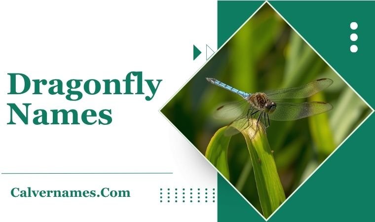 Dragonfly Names