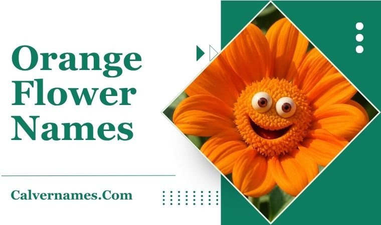 Orange Flower Names
