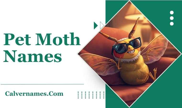 Pet Moth Names