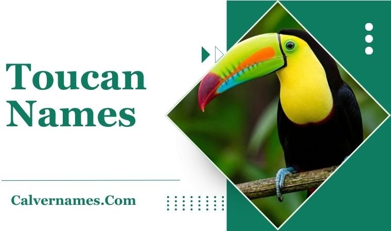 Toucan Names